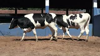 Vídeo 221 - 1ª ETAPA MEGA LIQUIDAÇÃO TOTAL AGROPECUÁRIA MARAJOARA - DIA 4 | GADO GIROLANDO E HOLANDÊS