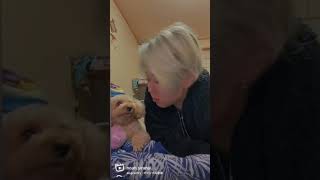 愛犬と戯れ