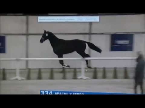 'Hometown' (v.Apache x Ferro) KWPN approvals, round 1