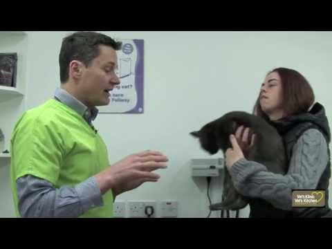 YouTube video about: How much does it cost to amputate a cat's leg?