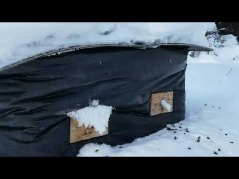 Honey Bee Winter Packs in Canada