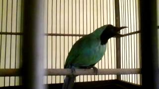 Download lagu Cucak ijo jember jawara mp3