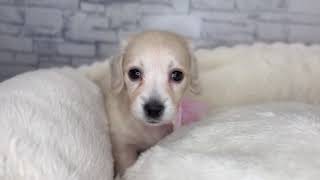 ミニチュアダックスの動画01