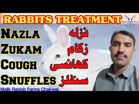 , title : 'RABBIT Nazla Zukam ka Elaj || Flu & Runny Nose Treatment in Rabbits ||Malik Rabbit Farms || Part 3'