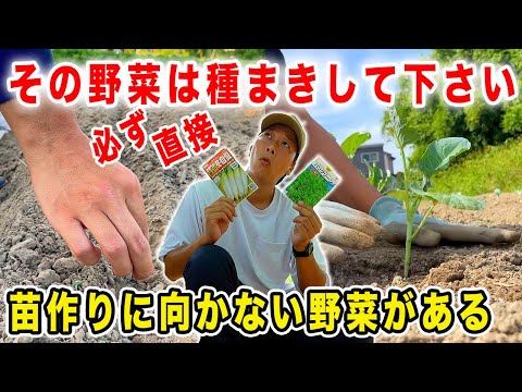 ラムレタス:種まきのヒント 植物