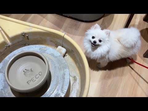 YouTube動画を再生
