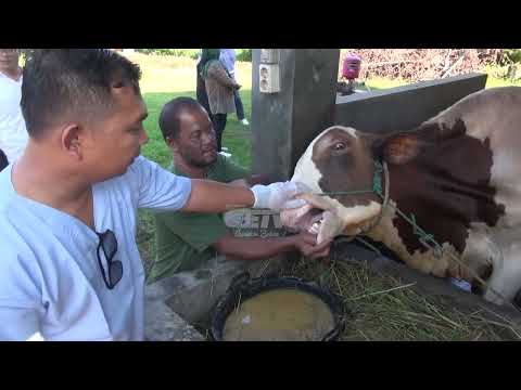 HEBOH PENYAKIT ANTRAKS, WARGA DIMINTA SELEKTIF KONSUMSI DAGI