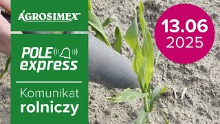Biostymulatory w uprawie kukurydzy | Komunikat Rolniczy