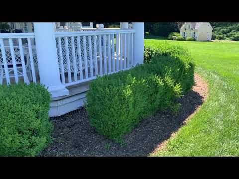 Foxes Bringing Dead Fish Underneath Homeowners Porch in Rumson, NJ