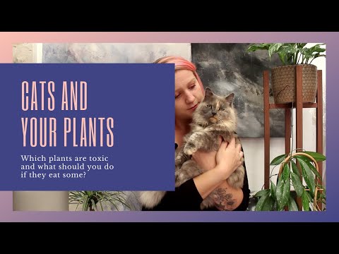 Cats and Your Plants Part 1 ~Which Plants Are Toxic and What Should You Do If Your Cat Eats Them~