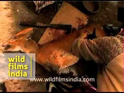 Lady butcher in India??