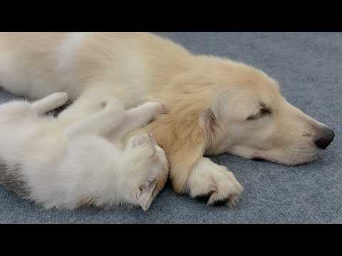 YouTube 썸네일