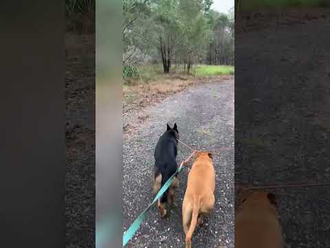 UNNAMED (HASHIM?) TRACK (0.47 km) @ Karawatha Forest Park, Karawatha, Brisbane, Queensland, Aust
