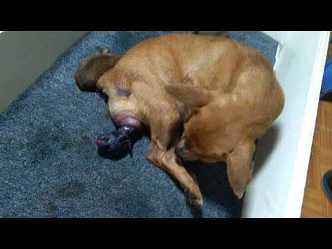 Mother Dog Gives Birth Newborn Puppy