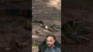 Caninana é um predador voraz #biologohenrique #animais #bichoesperto #biologo