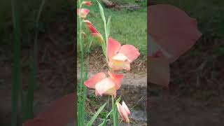 flowers, beautiful flowers, WhatsApp status, nature video, natural, cute flowers, awesome flowers,