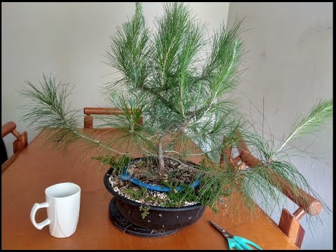 Growing a Pine Tree in a Pot for Bonsai/ Fig Tree Transplant
