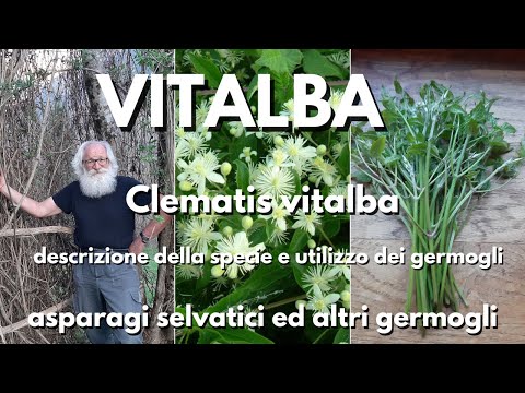 Vitalba: Clematis vitalba