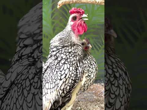 , title : 'Winziger Sebright Hahn kräht - Silver Sebright rooster crowing - Urzwerge, Zwerghühner, true bantams'
