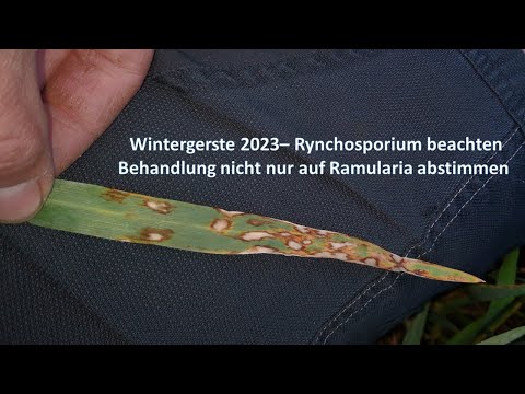 Wintergerste 2023– Rynchosporium beachten. Behandlung nicht nur auf Ramularia abstimmen