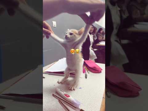 الهربة 😂 #shorts #viral #funny #maroc #explore #cat #المغرب #ضحك #قطر #الهربة #دراسة #foryou #fyp