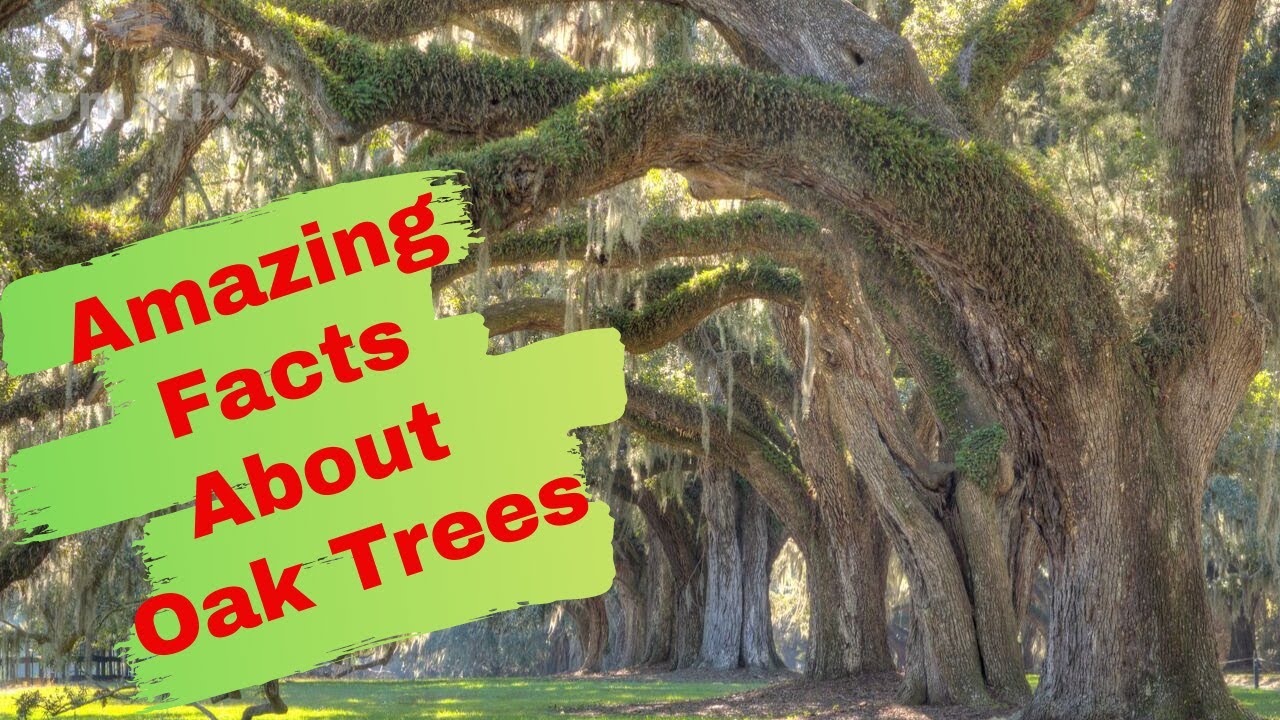 12 Amazing Facts About Oak Trees You Would Not Believe