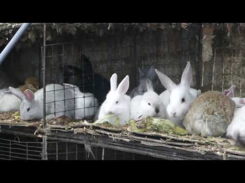 Huancayo's astonishing fería, Huancayo, Peru