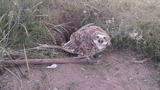 animale bufnita isi apara cuibul