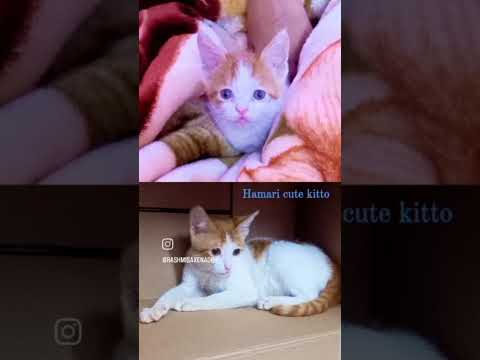 Meri cute kitto 😍😊 #cats #ytshorts #catshorts #unnatiactivitypoint