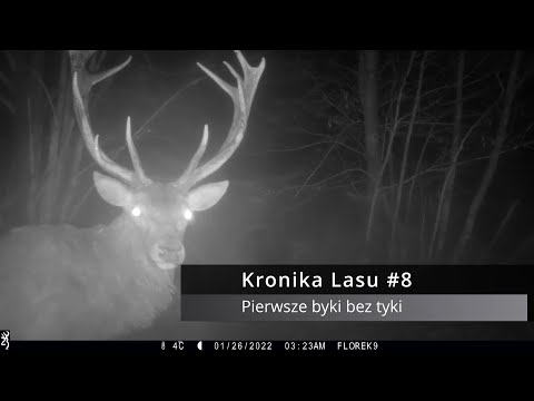 Kronika Lasu #8 - Pierwsze byki bez tyki! Edit: Jednak złamana..