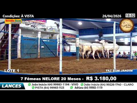 TransInacio leilão - Morrinhos - Go - REPLAY 26 ABRIL 2026