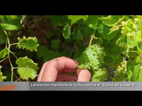 Lanzarote mantiene la lucha contra el "Covid de la parra"