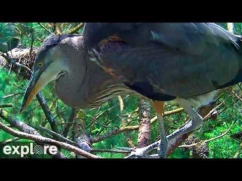 Live webcam view of Great Blue Heron Rookery Nest Cam
