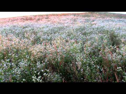 You and Me - Penny & the Quarters (Acapella Cover) by Sabreena Venegas