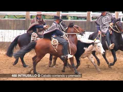 488 INTRUSILLO LAS CALLANAS