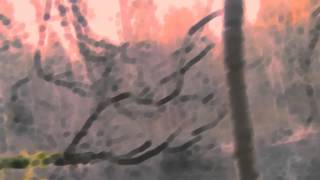 L'arbre qui voit - Anouar Brahem