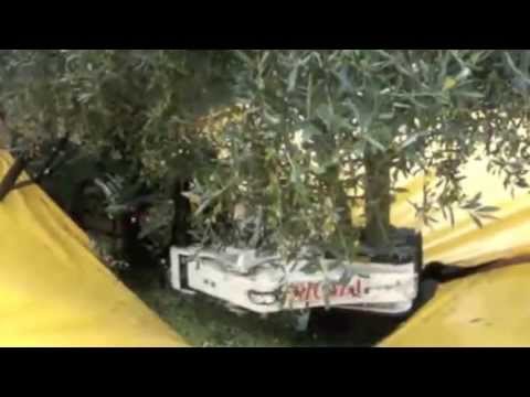 Sicma TR30 Olive Harvester