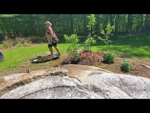In the Garden! Planting on Ledge: How I Garden in Rocky New Hampshire Soil with Just a Sled and Hoe