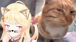 Kanade Orange Cat Behavior