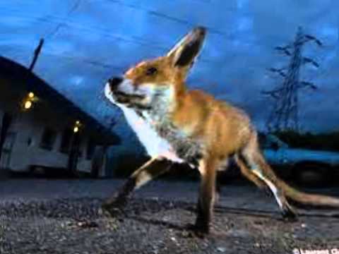 god save the urban foxes THE HEYZE