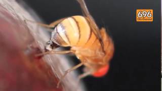 vendemmia-a-rischio-per-colpa-di-un-parassita