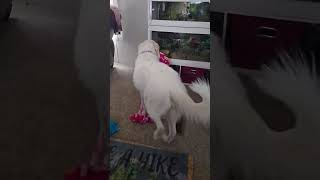 Video preview image #1 Great Pyrenees Puppy For Sale in Spring, TX, USA