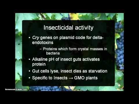 BT and SH Presentation (Semon Pavan)