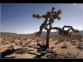 The U2 Joshua Tree 