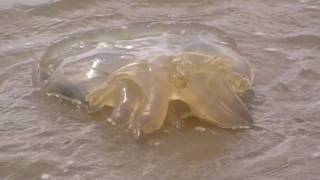 preview picture of video 'Dead Jellyfish At Trez-Bellec-Plage, Telgruc-sur-Mer, Brittany, France 23rd July 2010'