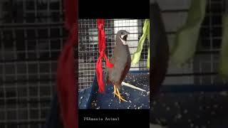 Download lagu burung puyuh batu yang dengan suara original nya mp3 Download lagu burung puyuh batu yang dengan suara original nya mp3