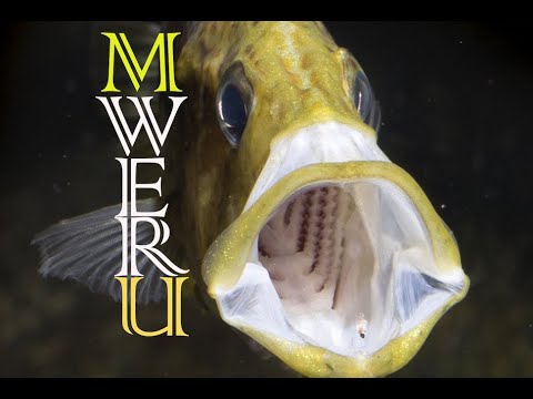 Ciclidi del lago Mweru