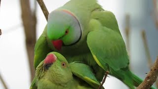 Cute parrot couple is making love on tree parrot c