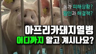 한반도 비상 아프리카돼지열병! 원인과 해결방안은? [사이언스 스페셜 다큐] / YTN 사이언스