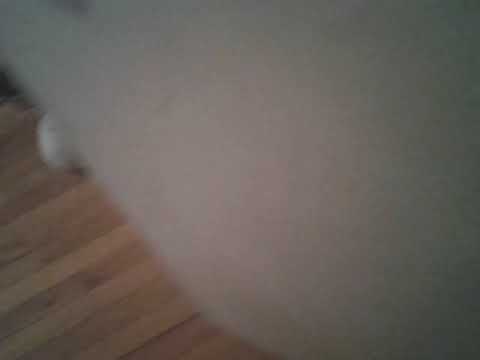 My silly dog (runs around in circles super funny)